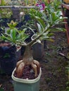 Adenium tree with amazing root