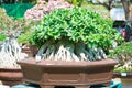 Adenium tree or desert rose in flower pot