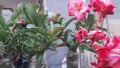 adenium tree getting bigger and flowering