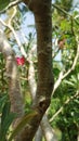 Adenium tree in the morning