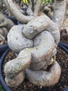 Adenium tree trunks are getting bigger and the soil is fertile