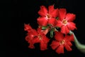 Blooming Red Adenium With Dew Isolated in Black Background. Is a Tropical Plant Known as Cambodian Tree in the Style of Bonsai.