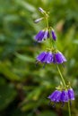 Adenophora Triphylla Japanese Lady Bell Royalty Free Stock Photo