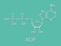 Adenosine diphosphate ADP molecule. Plays essential role in energy use and storage in the cell. Skeletal formula.