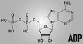 Adenosine diphosphate or ADP molecule. Plays essential role in energy use and storage in the cell. Skeletal formula.