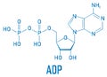 Adenosine diphosphate or ADP molecule. Plays essential role in energy use and storage in the cell. Skeletal formula. Royalty Free Stock Photo