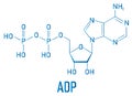 Adenosine diphosphate or ADP molecule. Plays essential role in energy use and storage in the cell. Skeletal formula.