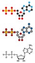 Adenosine diphosphate (ADP) molecule. Plays essential role in energy use and storage in the cell