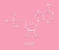 Adenosine monophosphate (AMP, adenylic acid) molecule. Nucleotide monomer of RNA. Composed of phosphate, ribose and adenine
