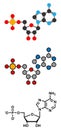 Adenosine monophosphate (AMP, adenylic acid) molecule. Nucleotide monomer of RNA. Composed of phosphate, ribose and adenine