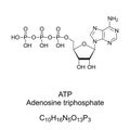 Adenosine triphosphate, ATP, chemical formula and skeletal structure Royalty Free Stock Photo