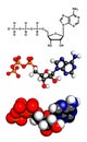 Adenosine triphosphate (ATP) energy transport molecule Royalty Free Stock Photo