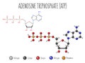 Adenosine triphosphate, ATP, molecular structure Royalty Free Stock Photo