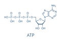 Adenosine triphosphate ATP molecule. Functions as neurotransmitter, RNA building block, energy transfer molecule, etc Skeletal. Royalty Free Stock Photo