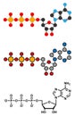 Adenosine triphosphate (ATP) molecule. Functions as neurotransmitter, RNA building block, energy transfer molecule, etc