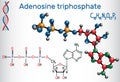 Adenosine triphosphate ATP molecule, is intracellular energy t Royalty Free Stock Photo