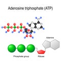 Adenosine triphosphate ATP structural formula Royalty Free Stock Photo
