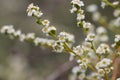 ADENOSTOMA FASCICULATUM BLOOM - RED ROCK CP MRCA - 051521 A