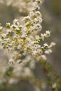 ADENOSTOMA FASCICULATUM BLOOM - RED ROCK CP MRCA - 051521 C Royalty Free Stock Photo