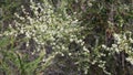 ADENOSTOMA FASCICULATUM BLOOM - RED ROCK CP MRCA - 051521 V