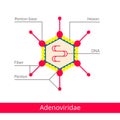 Adenoviridae. Classification of viruses.