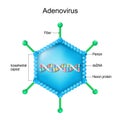 Adenovirus structure. Close-up of a Virion anatomy