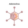 Adenovirus structure. Hexagonal DNA virus vector illustration
