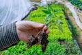 Adequate root development in seedlings contributes to their resilience.