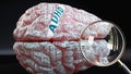 Adhd in human brain