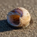Adhere to the ridges and openings of the shell highlighting its Royalty Free Stock Photo