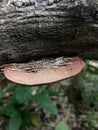 adhering wood fungus