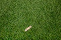 Adhesive plaster sticked to grass