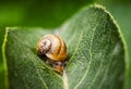 Baby snail on a green leaf Royalty Free Stock Photo