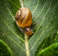 Happy snail on a green leaf Royalty Free Stock Photo