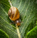 Baby snail on a green leaf Royalty Free Stock Photo