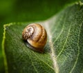 Baby snail on a green leaf Royalty Free Stock Photo