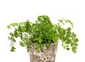 Adiantum Royalty Free Stock Photo