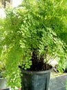 This is Adiantum aethiopicum.