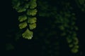 Adiantum capillus branch on dark background
