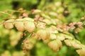 Adiantum capillus-veneris Royalty Free Stock Photo