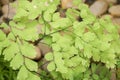 Adiantum capillus-veneris Royalty Free Stock Photo