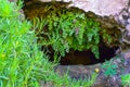 (Adiantum capillus-veneris), fern plants hanging over the water in a wet gorge on the island of Gozo, Malta