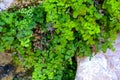 (Adiantum capillus-veneris), fern plants hanging over the water in a wet gorge on the island of Gozo, Malta