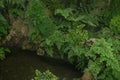 Adiantum capillus-veneris fern species view from above