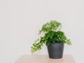 Adiantum capillus-veneris houseplant in grey plant pot