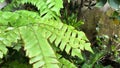 Adiantum capillus veneris Maidenhair Fern leaf