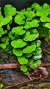 Adiantum capillus-veneris plant. Royalty Free Stock Photo