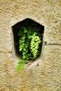 Adiantum Capillus Veneris plant on a stone wall