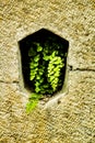 Adiantum Capillus Veneris plant on a stone wall