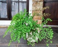 Adiantum capillus-veneris in a pot to decorate the terrace Royalty Free Stock Photo